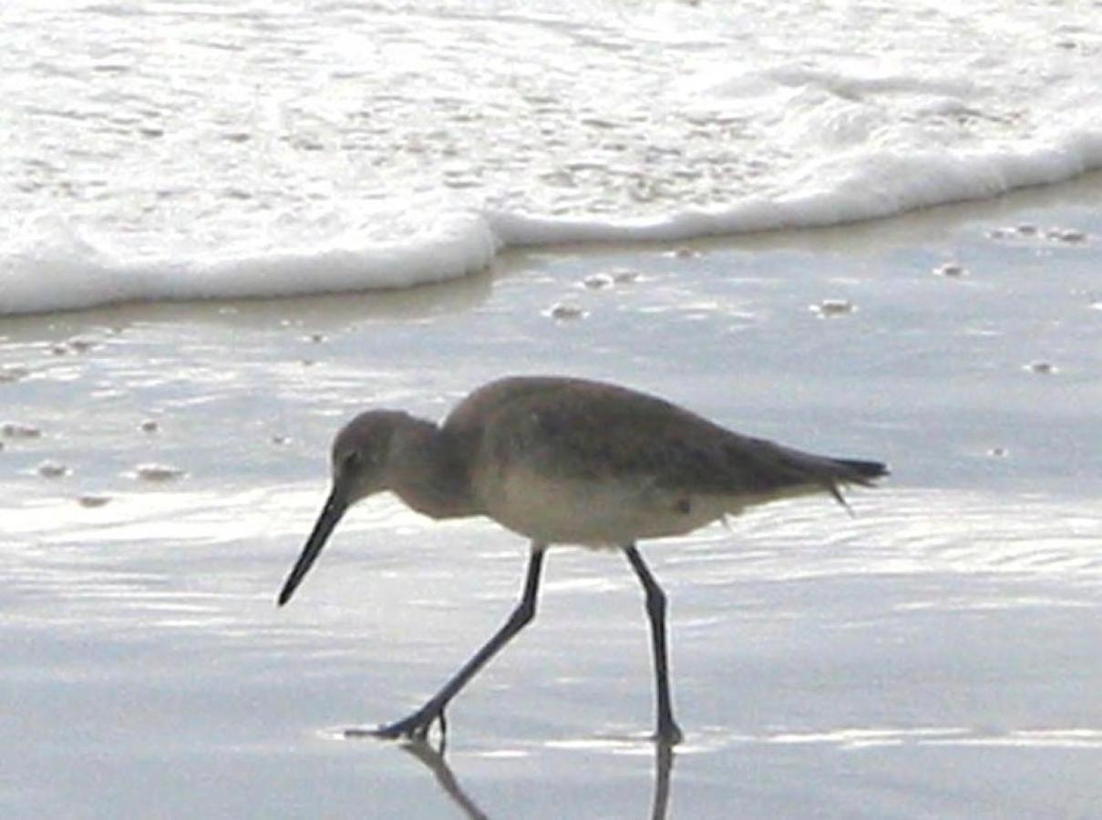 Sandpiper 2C 호텔 굴프 쇼어스 외부 사진